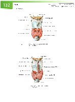 Sobotta Atlas of Human Anatomy  Head,Neck,Upper Limb Volume1 2006, page 139